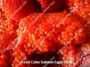 Fresh Salmon Egg, Fresh Salmon Roe, Xtreme Northwest Bait Co